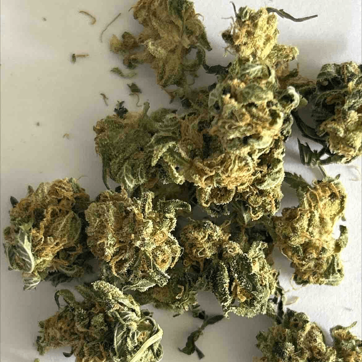 Cannalope Haze